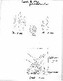 Russula pseudofoetens image