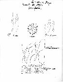 Russula laurocerasi image