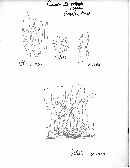 Russula burkei image