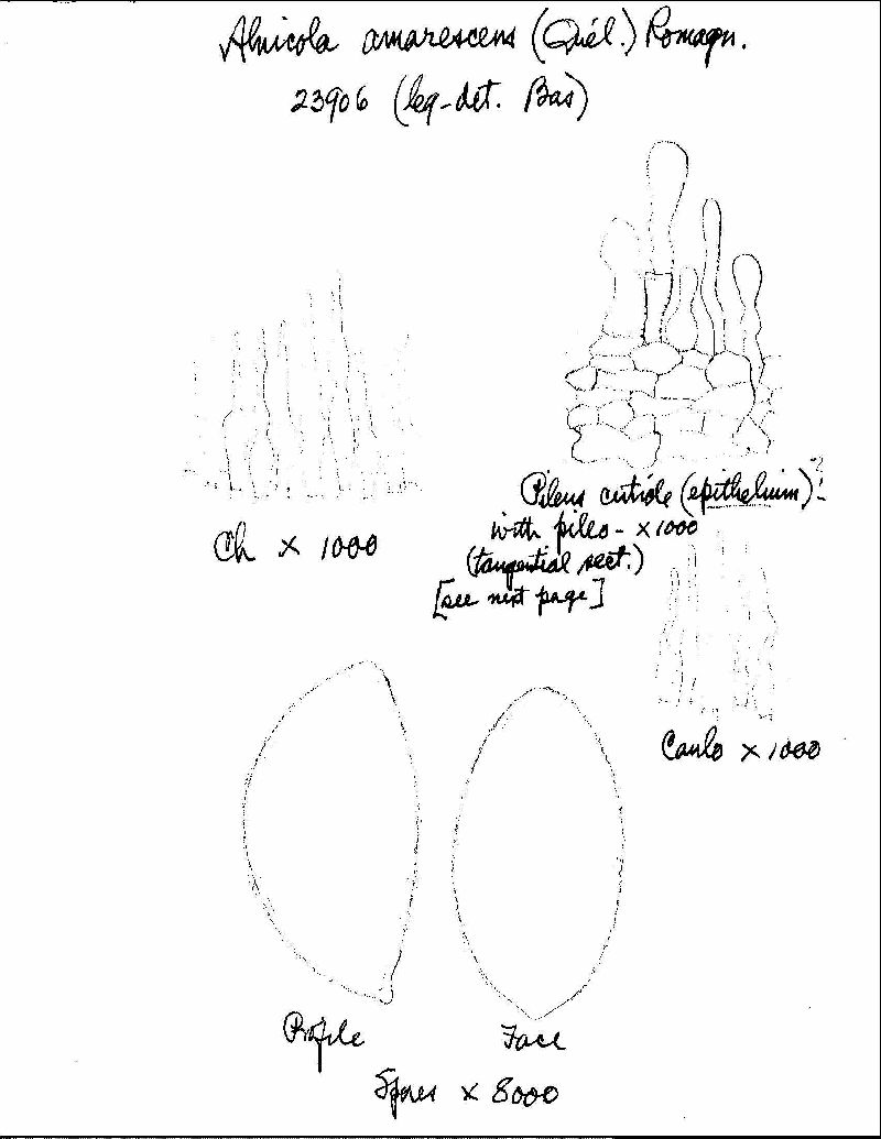 Naucoria amarescens image