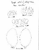 Conocybe rickenii image