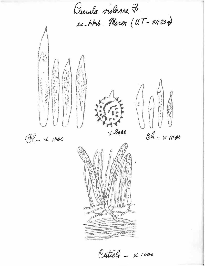 Russula violacea image