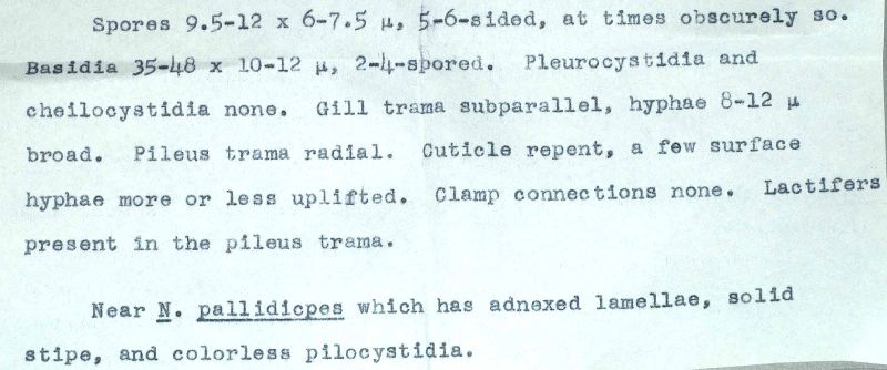 Entoloma subpallidiceps image