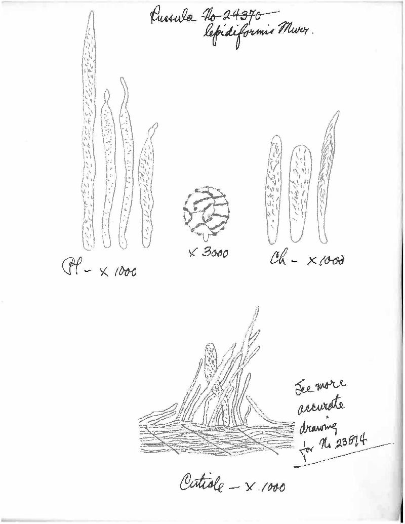 Russula lepidiformis image