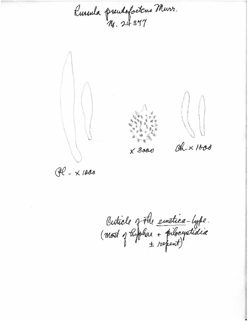 Russula pseudofoetens image
