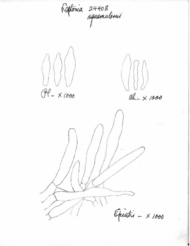 Entoloma squamulosum image