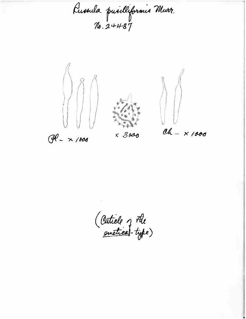 Russula pusilliformis image