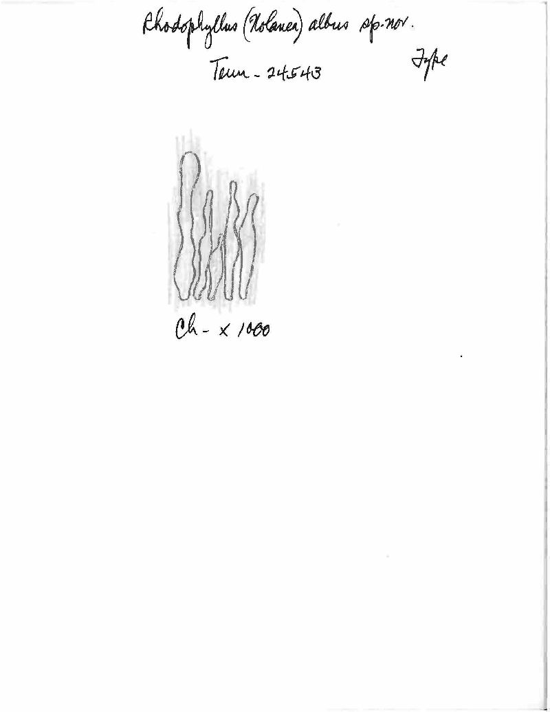 Entoloma albosericeum image