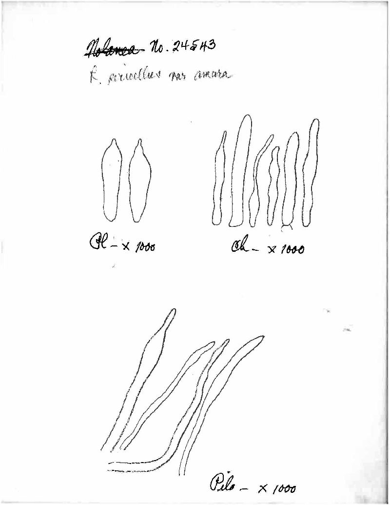 Entoloma albosericeum image