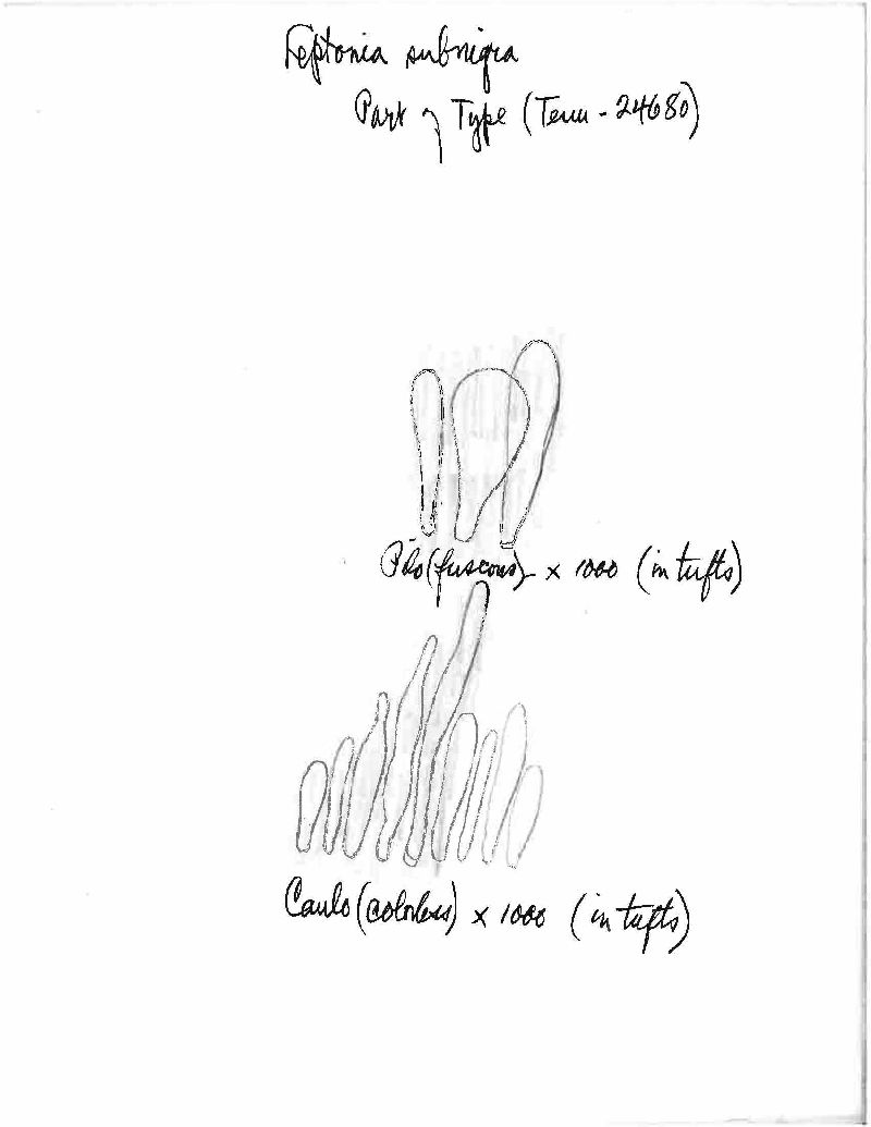 Leptoniella subnigra image