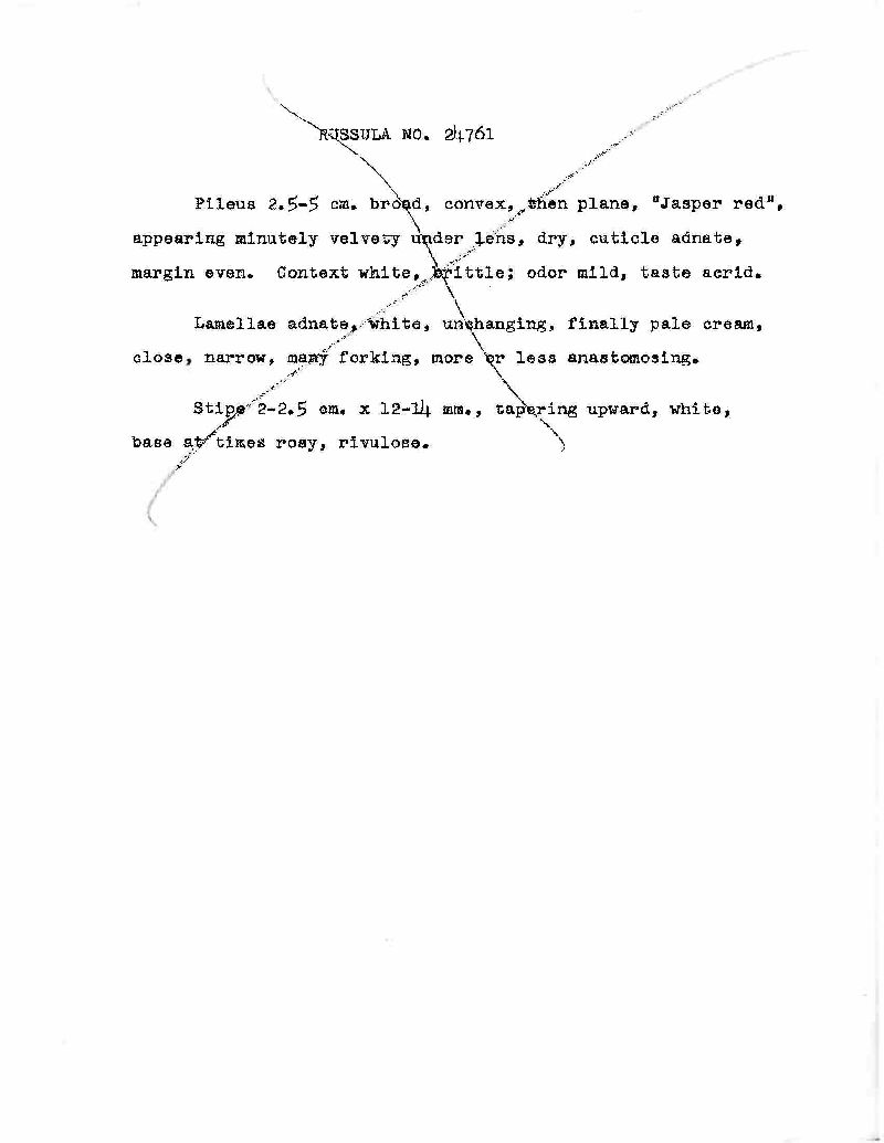 Russula pseudofoetens image