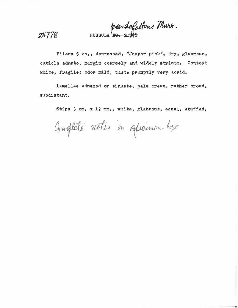 Russula pseudofoetens image