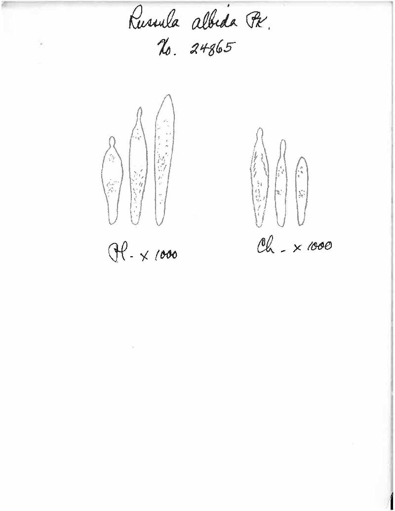 Russula albida image