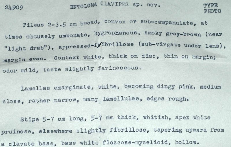 Entoloma clavipes image