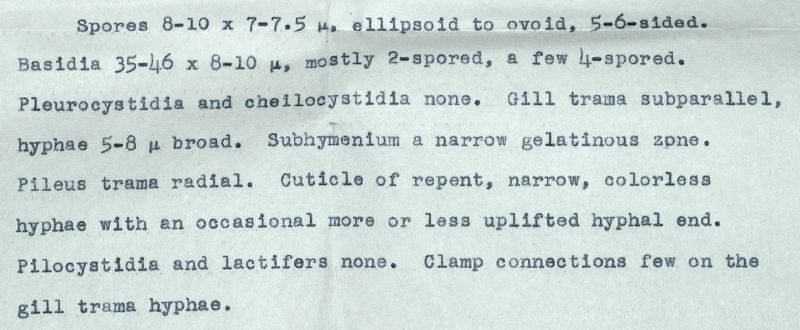 Entoloma clavipes image