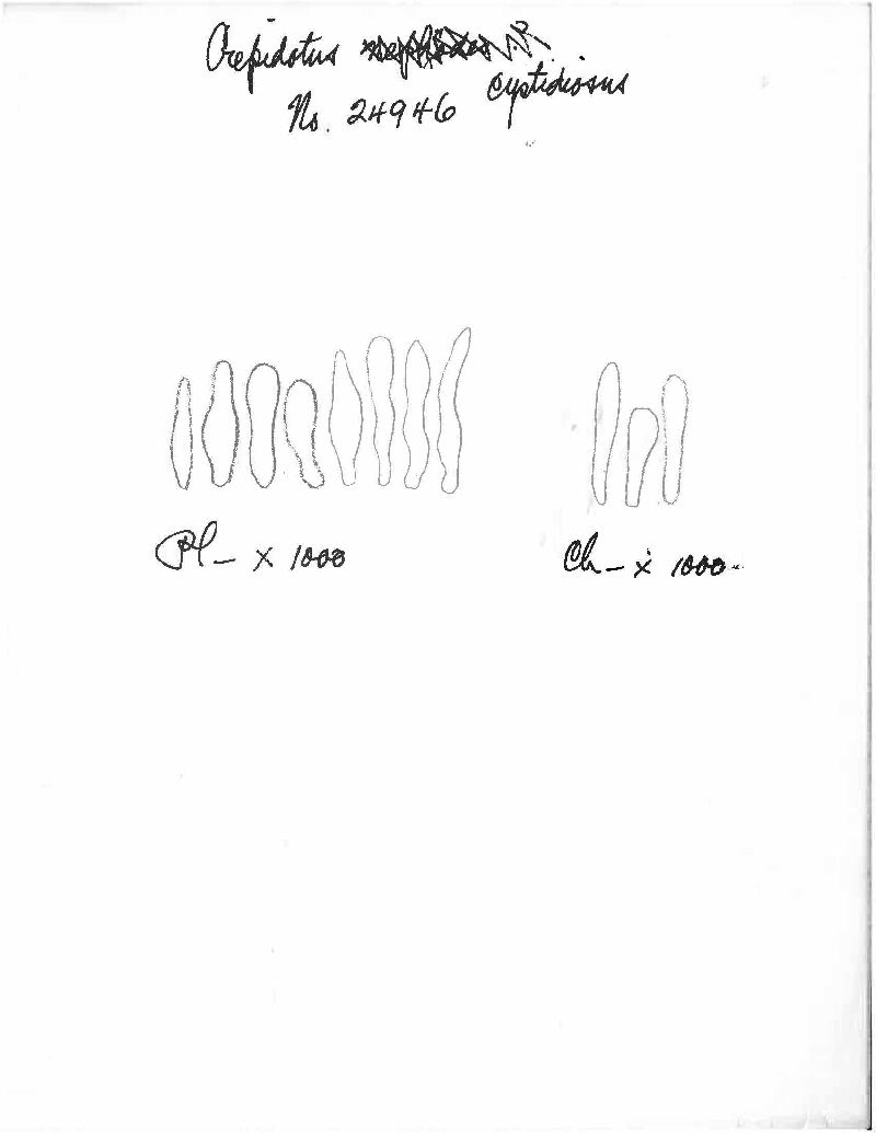 Crepidotus cystidiosus image