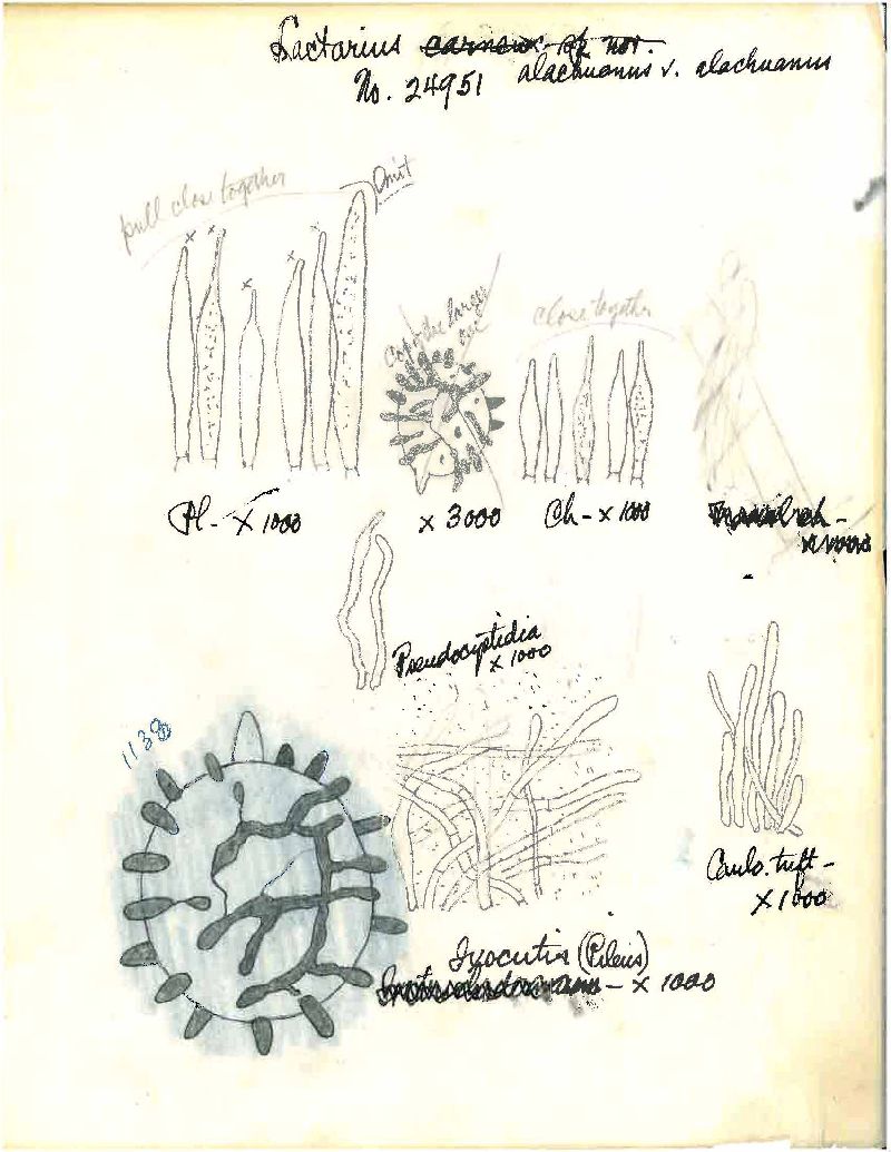 Lactarius alachuanus image