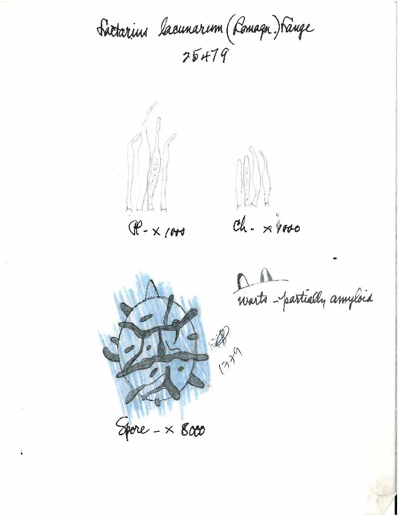 Lactarius lacunarum image