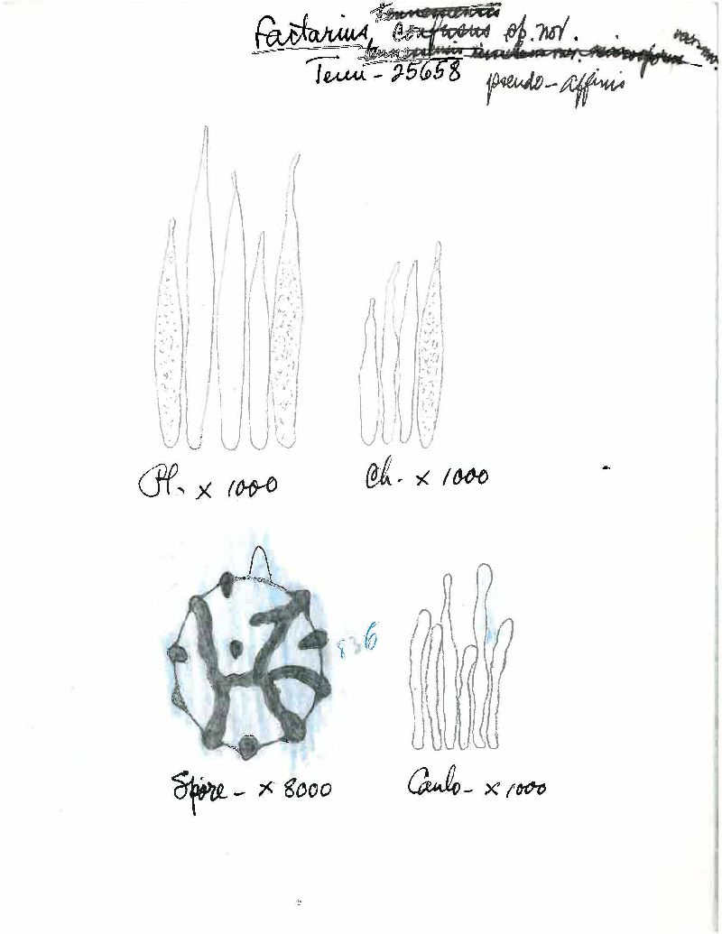 Lactarius pseudoaffinis image