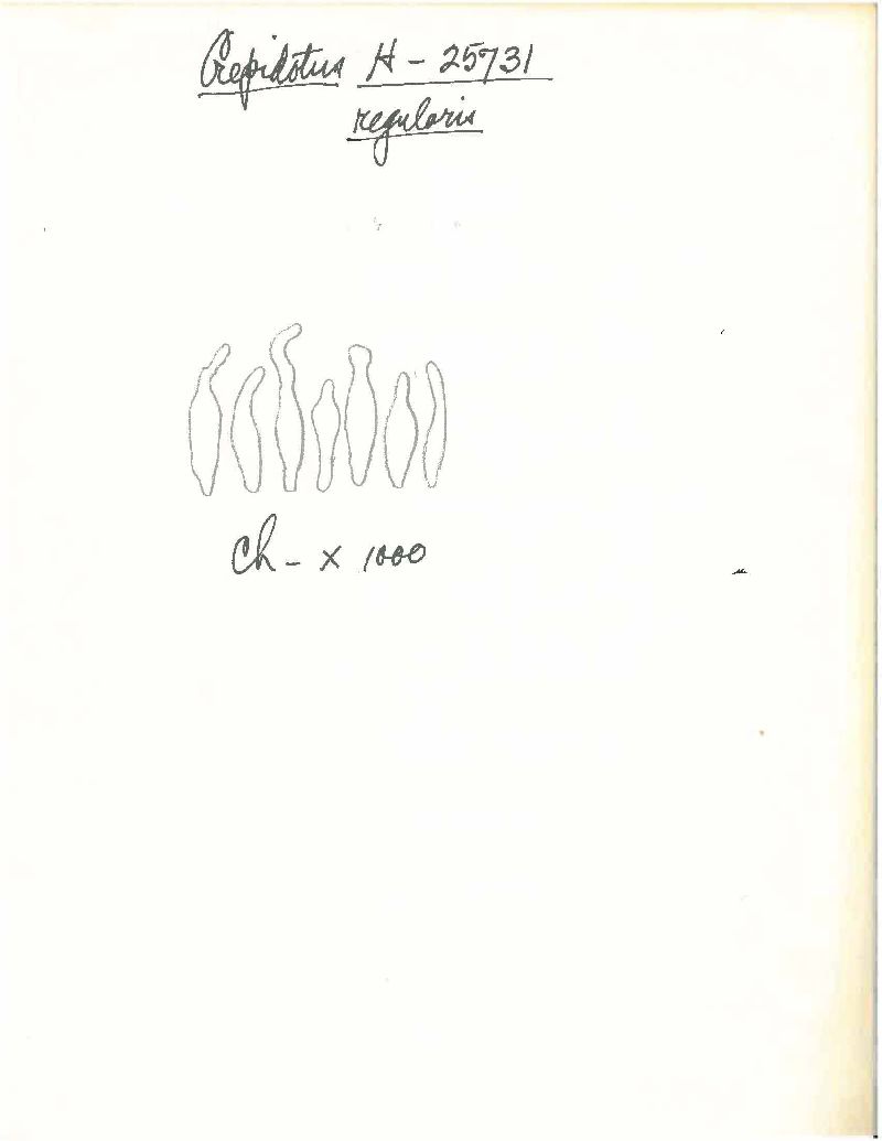 Crepidotus regularis image