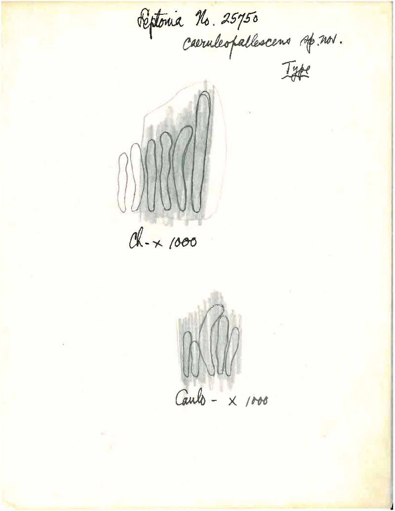 Entoloma caeruleopallescens image