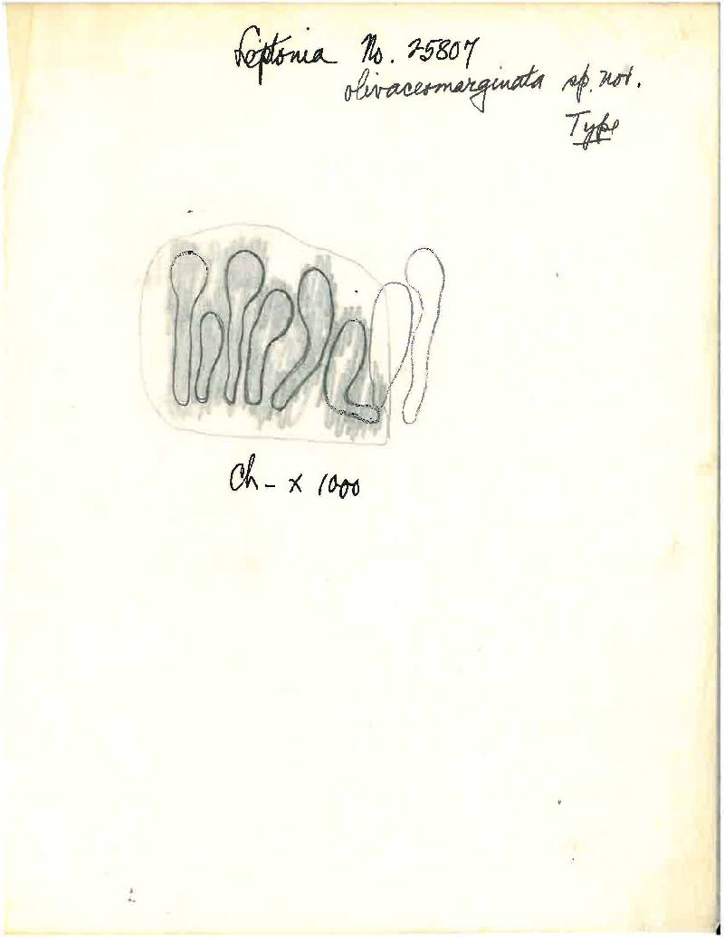 Entoloma olivaceomarginatum image