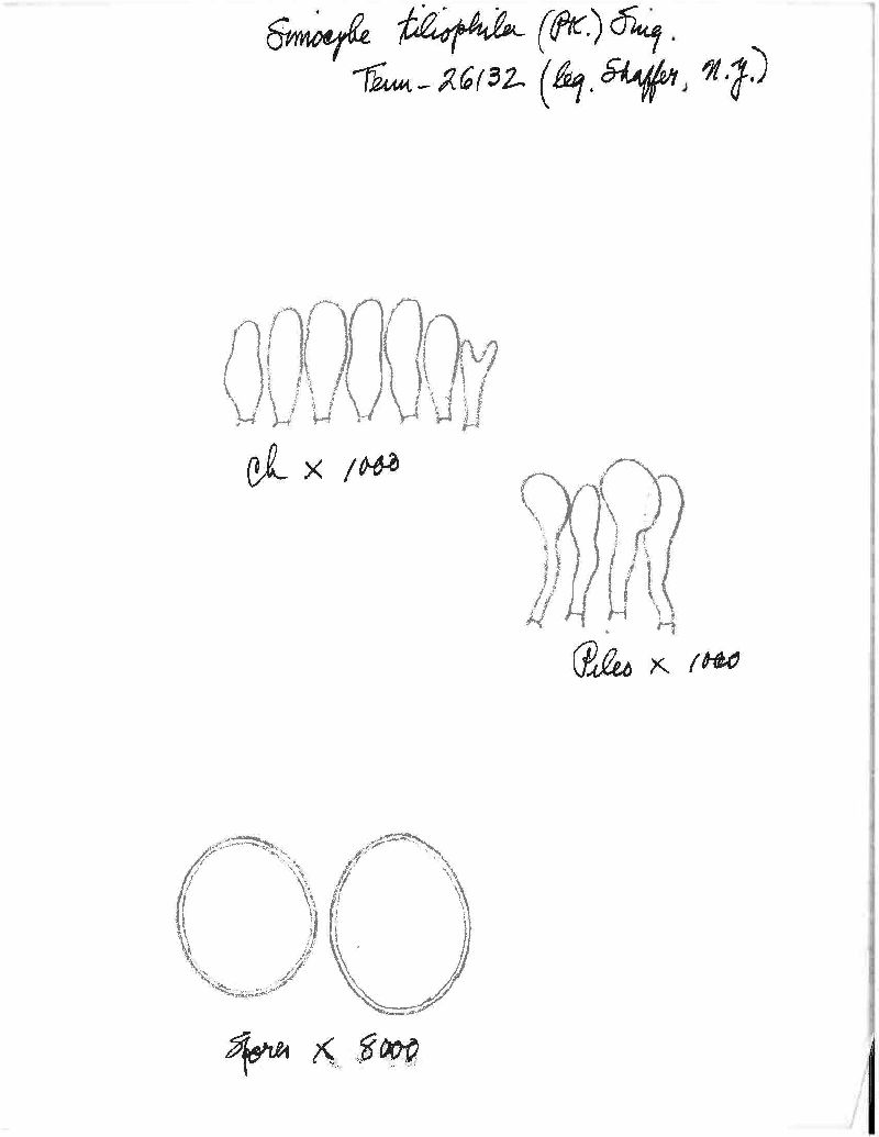 Simocybe tiliophila image