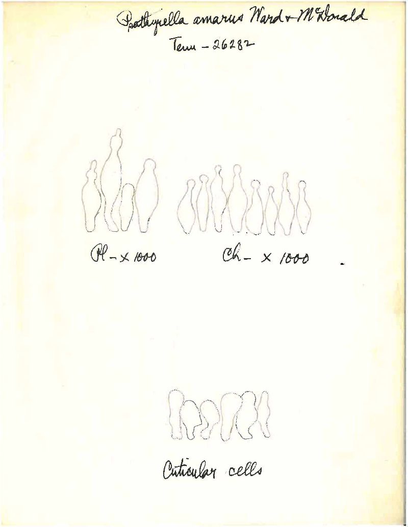 Psathyrella amara image