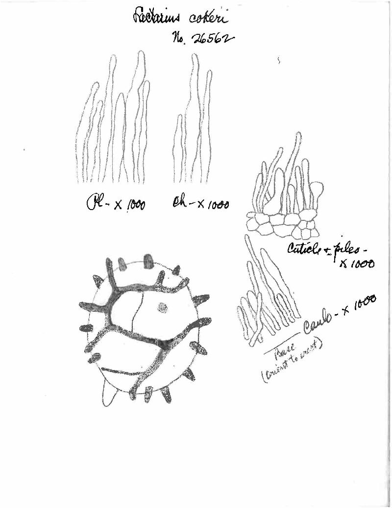 Lactarius cokeri image