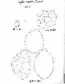 Cortinarius caperatus image