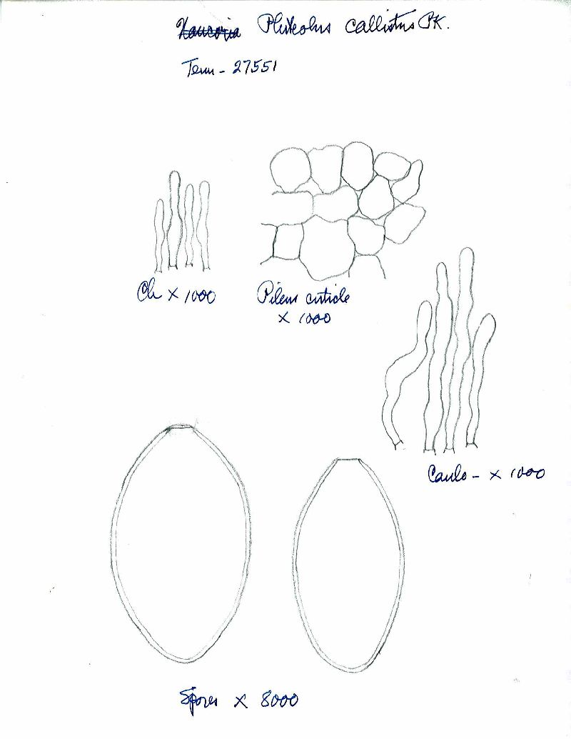 Pluteolus callistus image