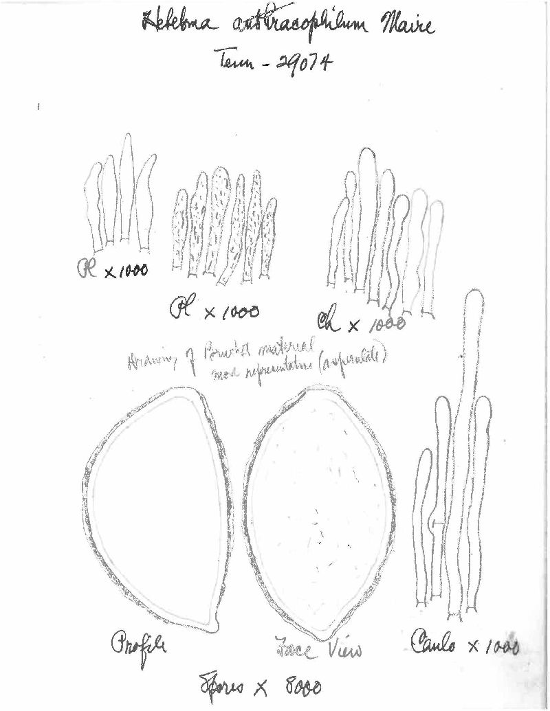 Hebeloma anthracophilum image