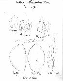 Hebeloma anthracophilum image