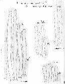 Lactarius cilicioides image