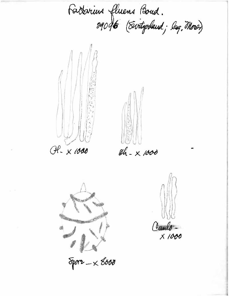 Lactarius fluens image