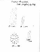 Lactarius fluens image