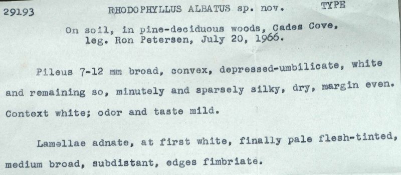 Entoloma albatum image