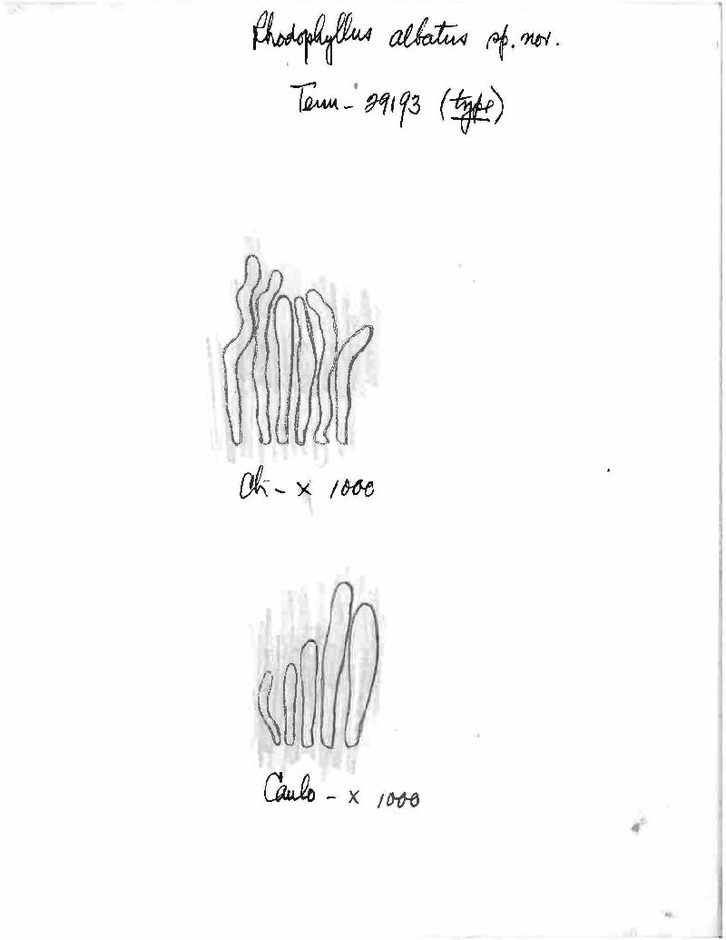 Entoloma albatum image