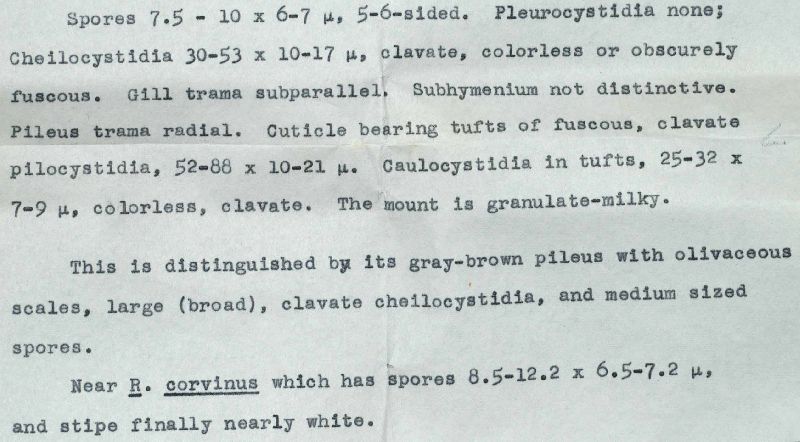 Entoloma atrodiscus image