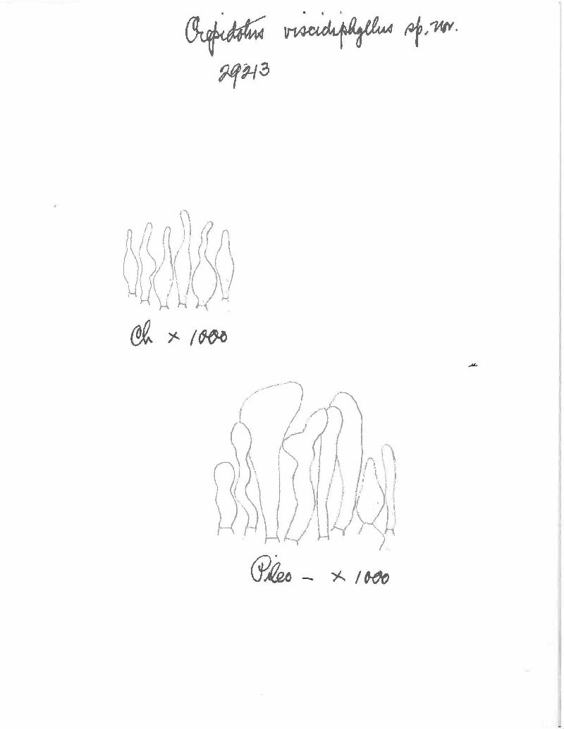 Crepidotus viscidiphyllus image