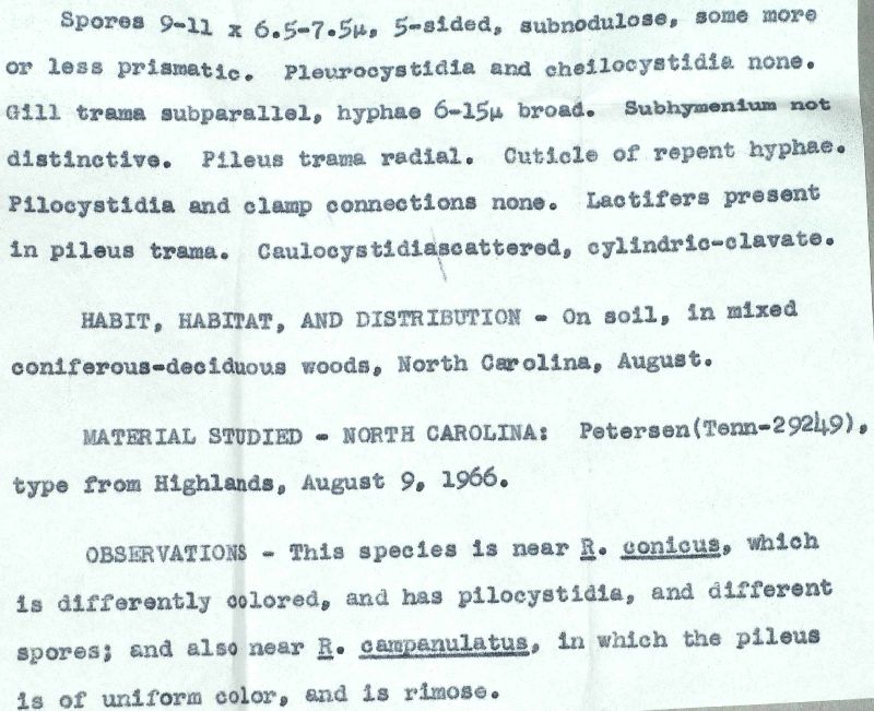 Entoloma subfuscum image