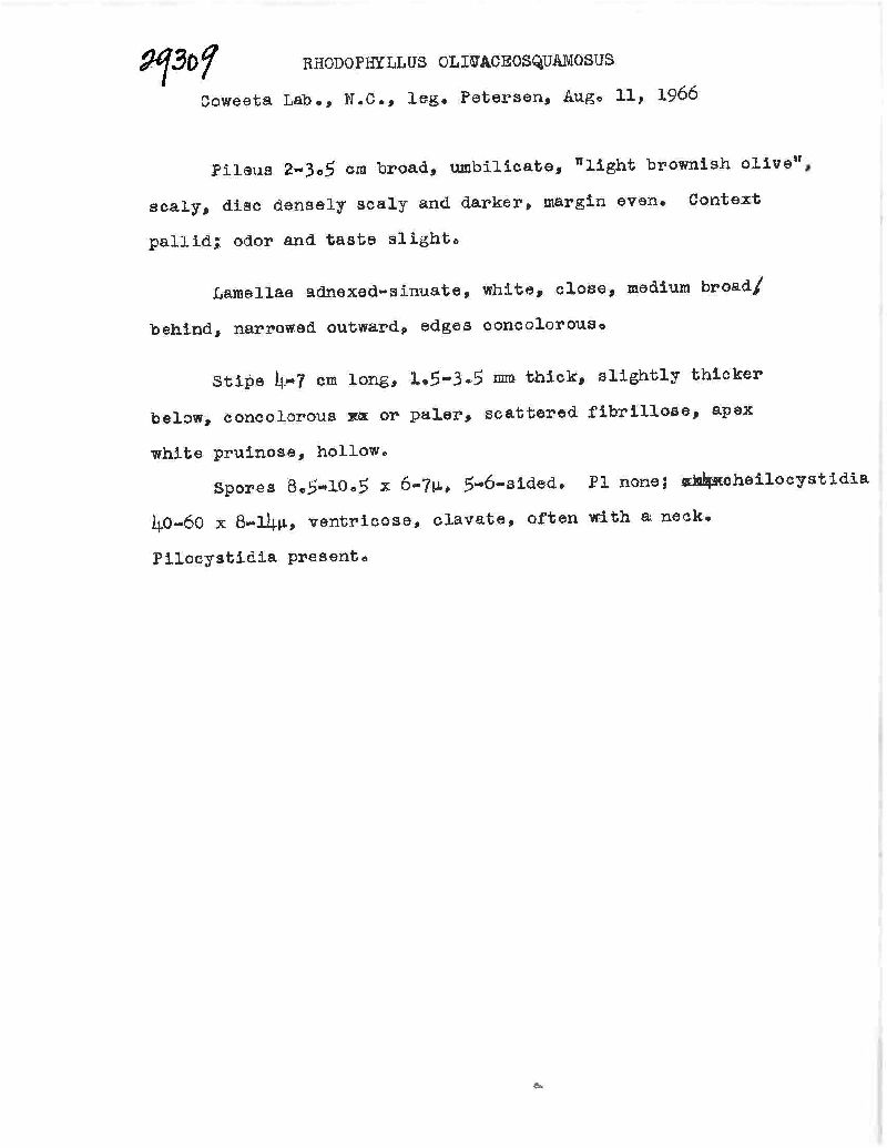 Entoloma olivaceosquamosum image
