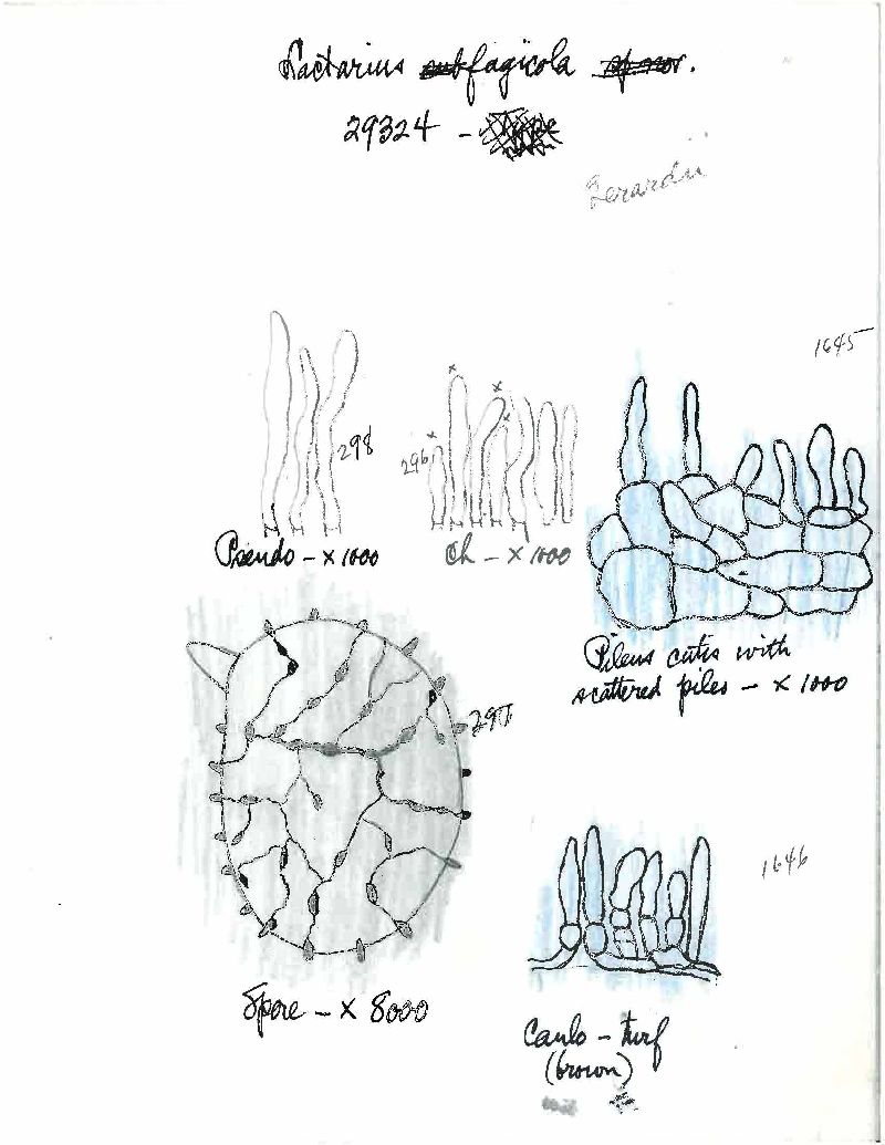 Lactarius fagicola image