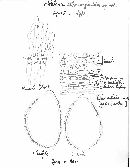 Hebeloma albomarginatum image