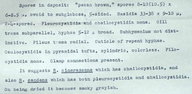 Entoloma albofumeum image