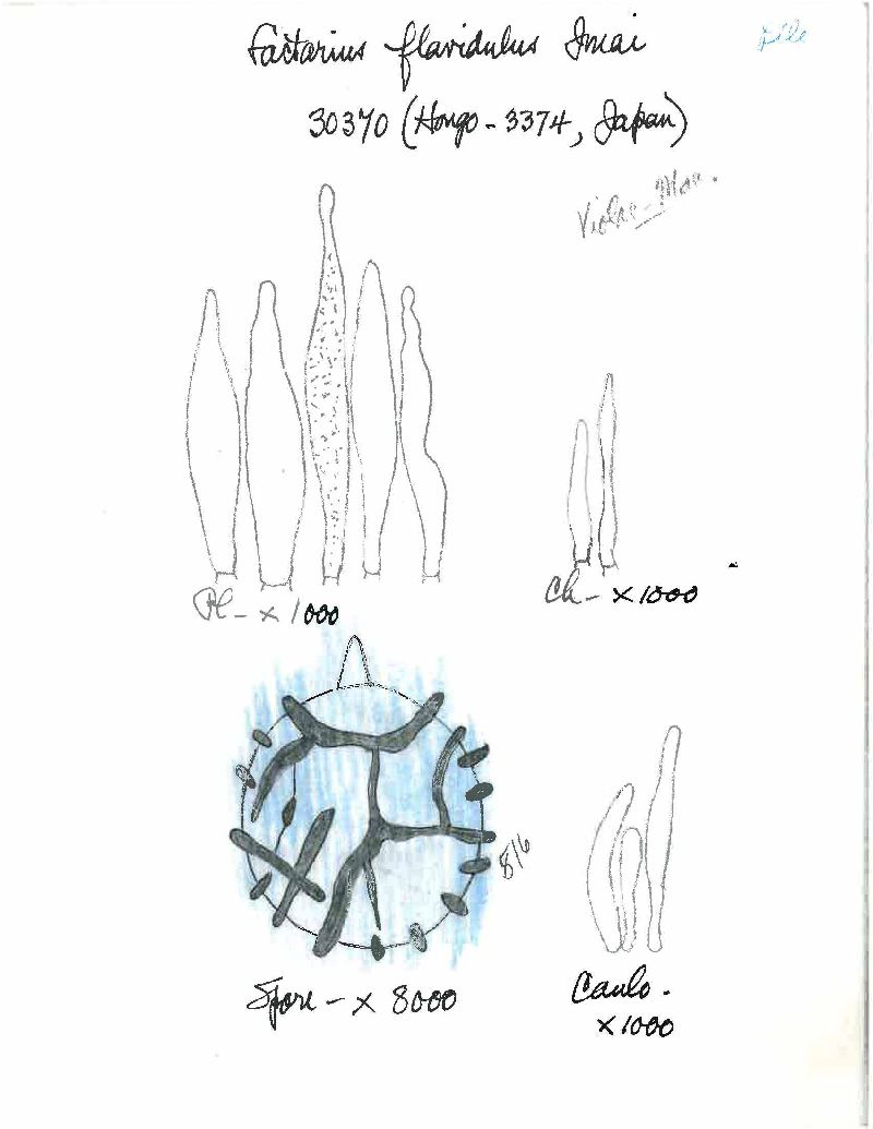 Lactarius flavidulus image