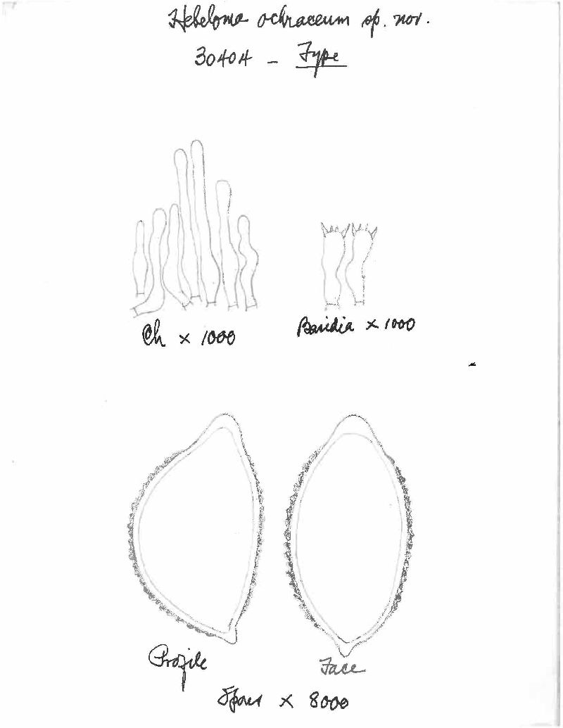Hebeloma ochraceum image