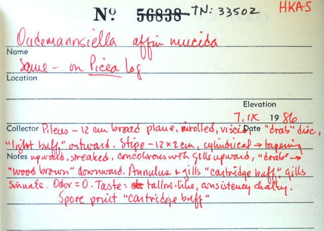 Oudemansiella submucida image