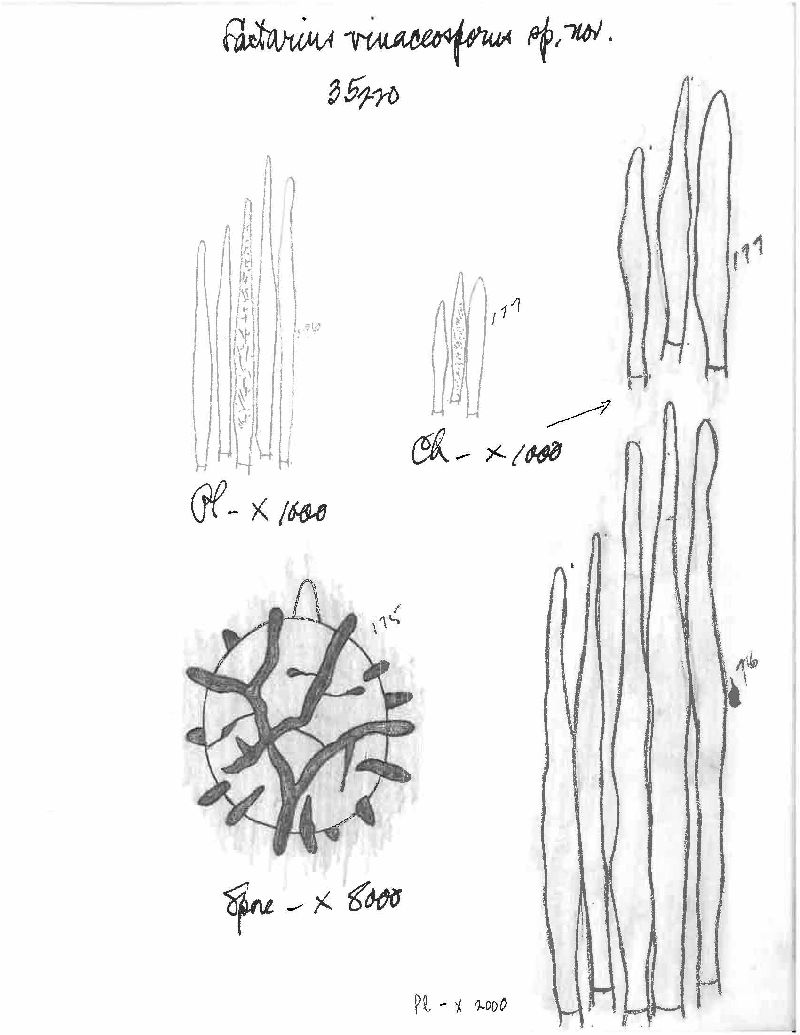 Lactarius vinaceosporus image