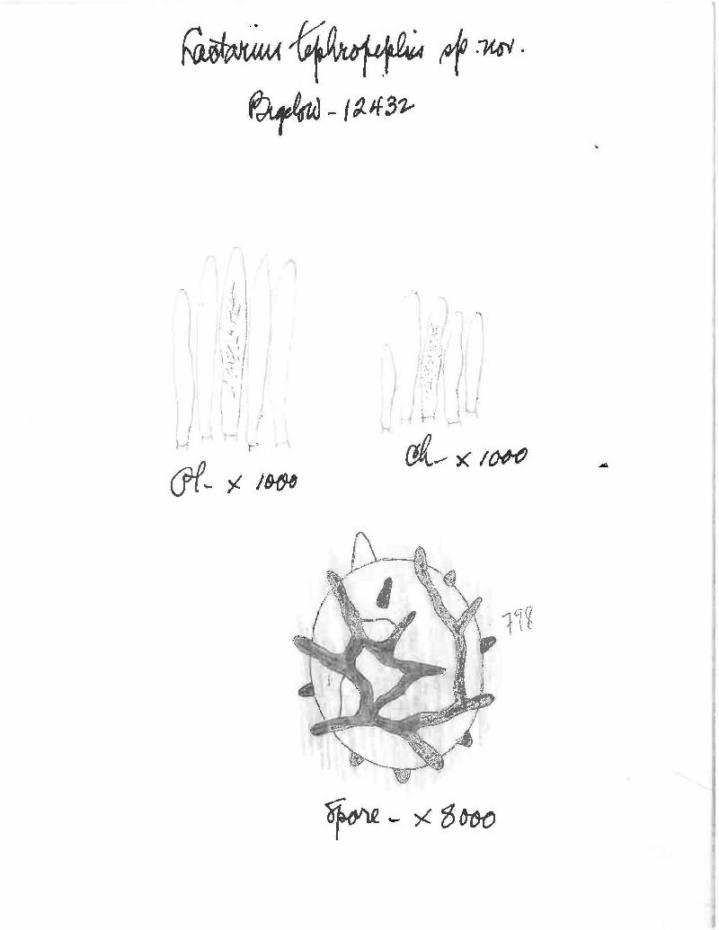 Lactarius tephropeplis image